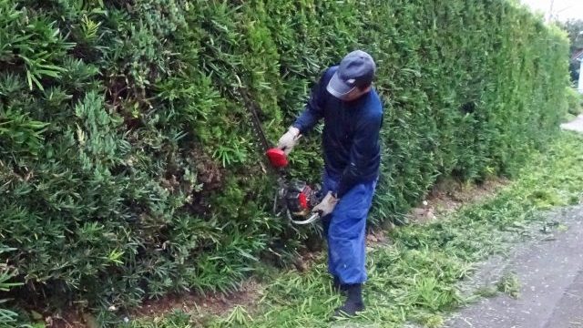 枝木の剪定、伸びた枝木のお手入れ