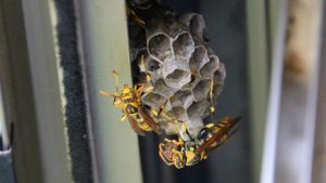 アシナガバチの巣駆除